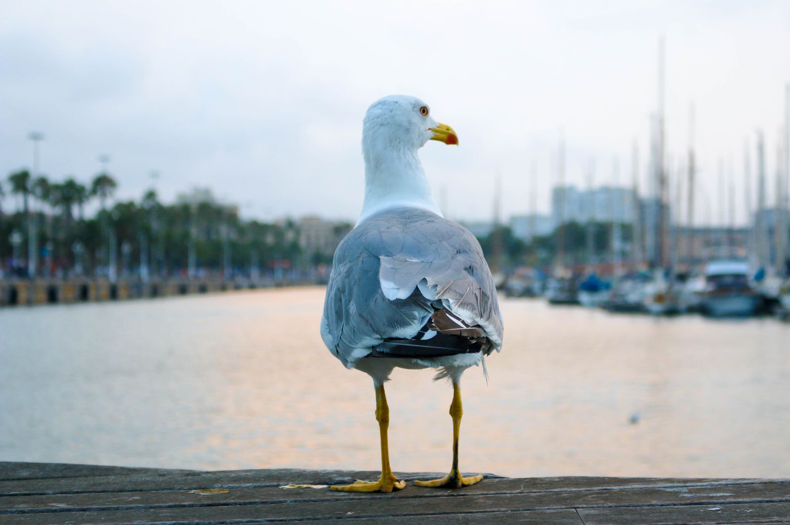 Seagull over the beach in Barcelona, Spain