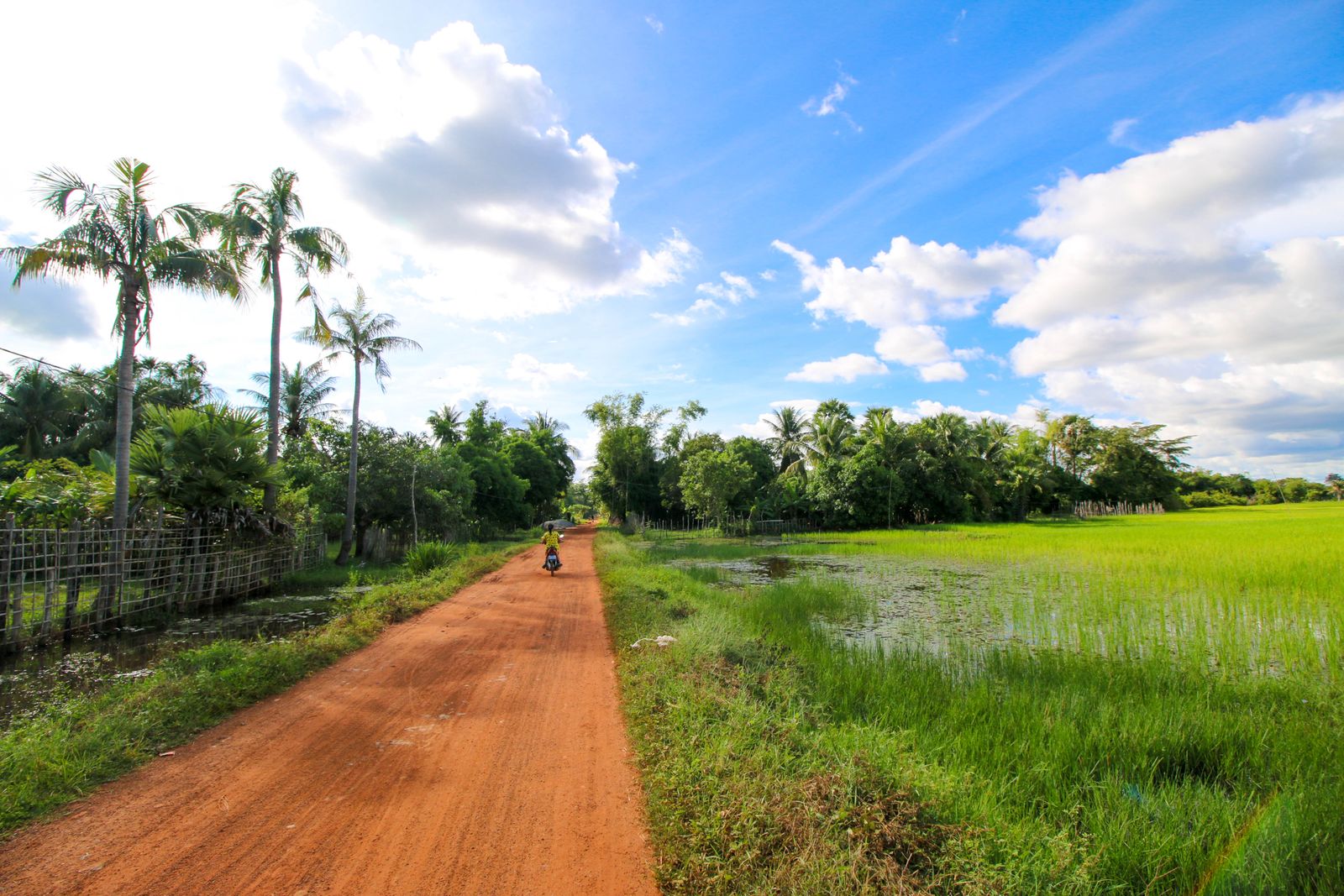 Dirt road through rice paddies in the Cambodian countryside