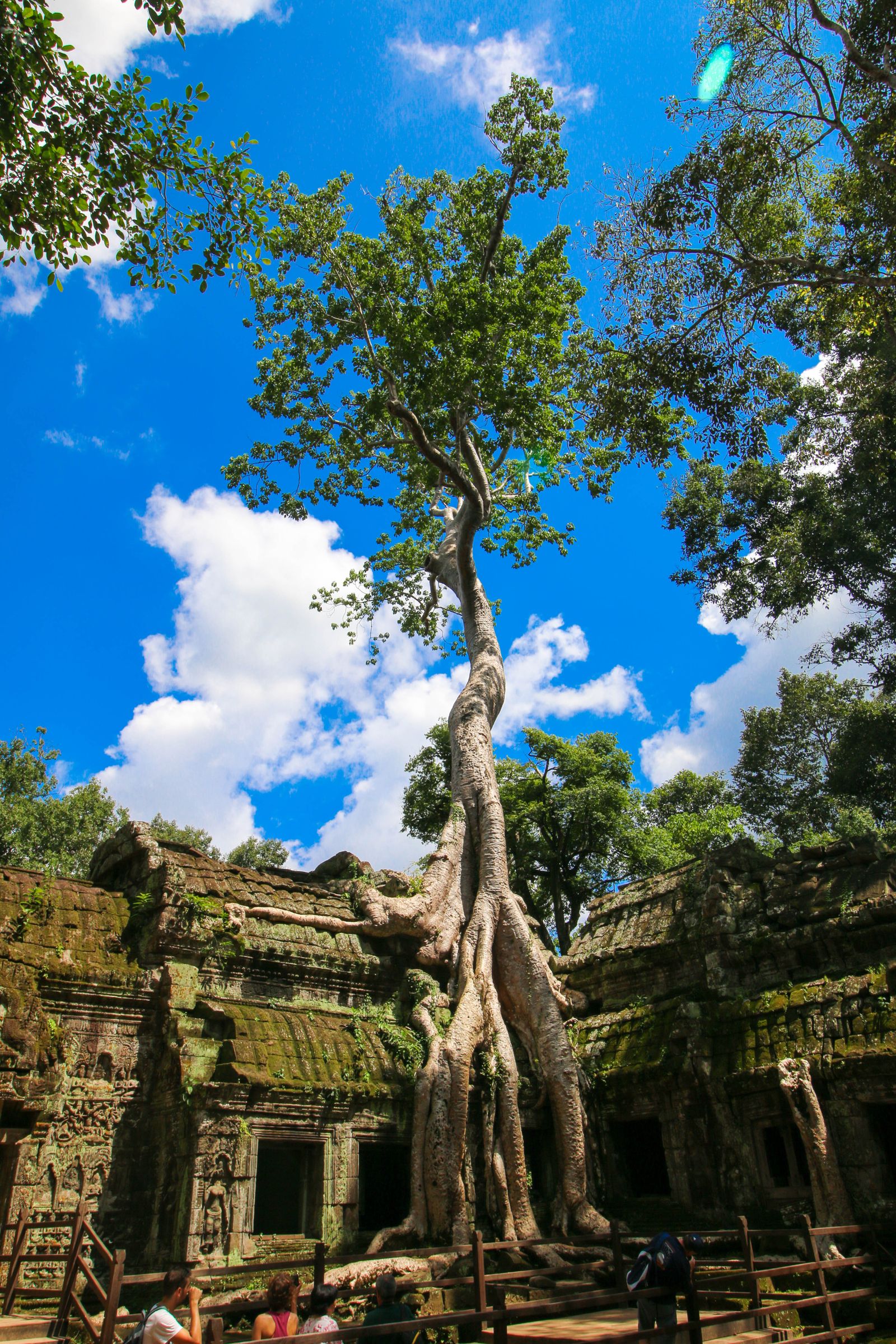 Silk-cotton tree growing through the ruins of Ta Prohm, Angkor, Cambodia
